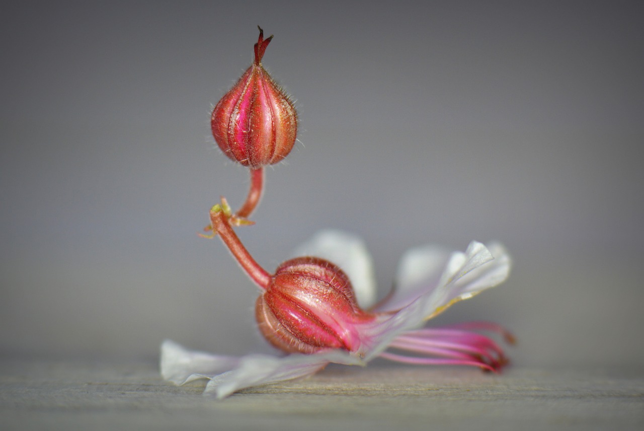 flower nature macro free photo