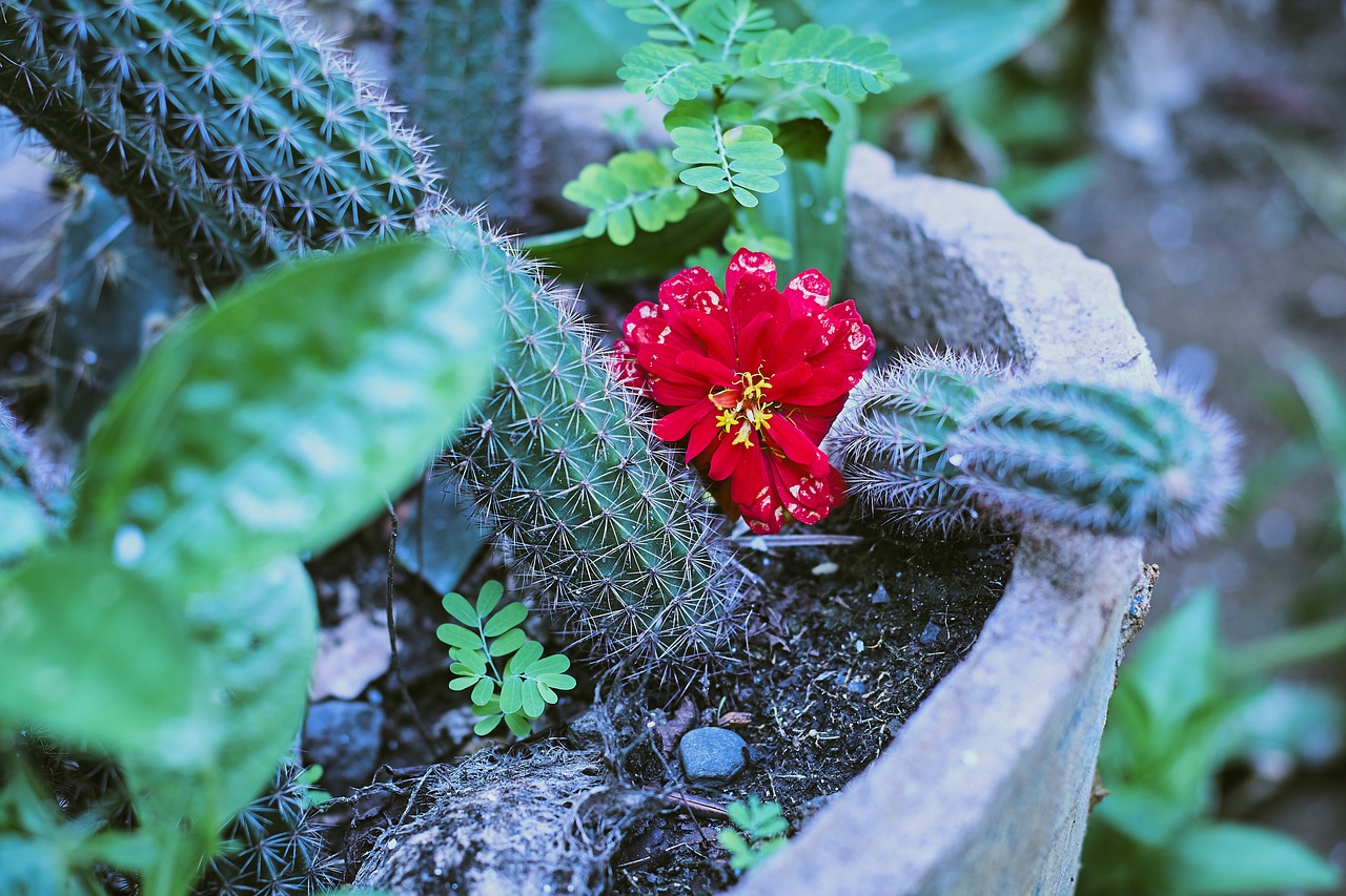 flower  red  green free photo