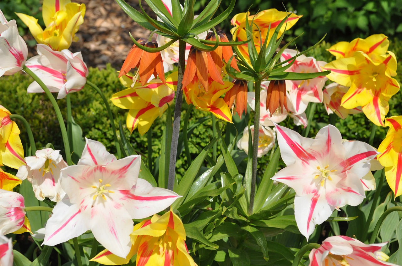 flower spring tulip free photo