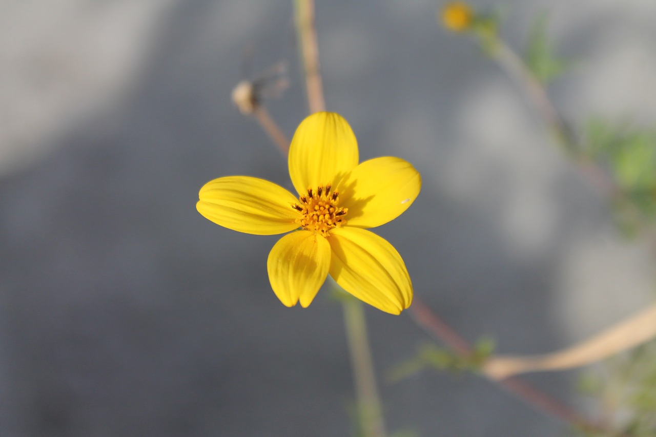 flower  yellow  blossom free photo