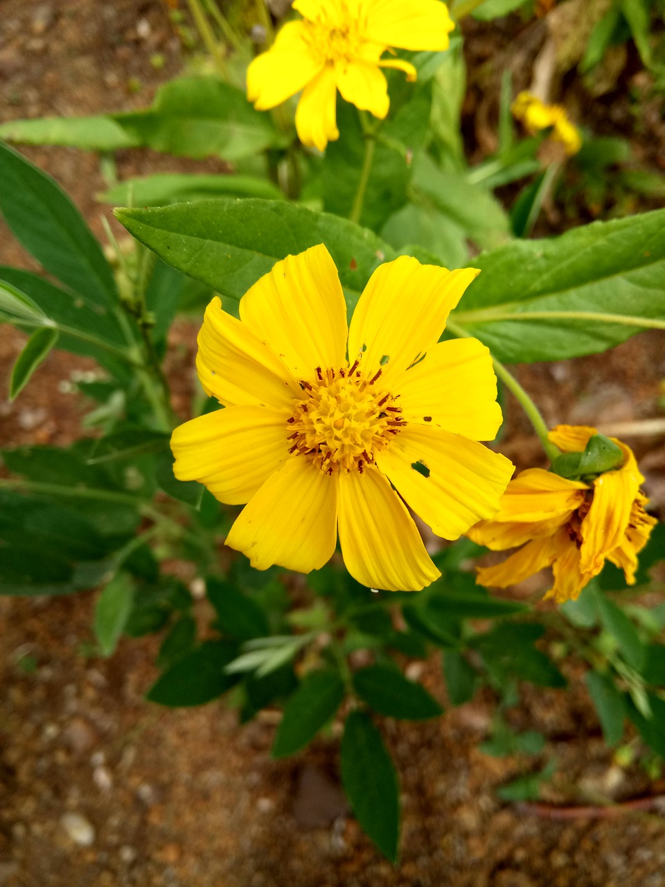 flower  yellow  green free photo