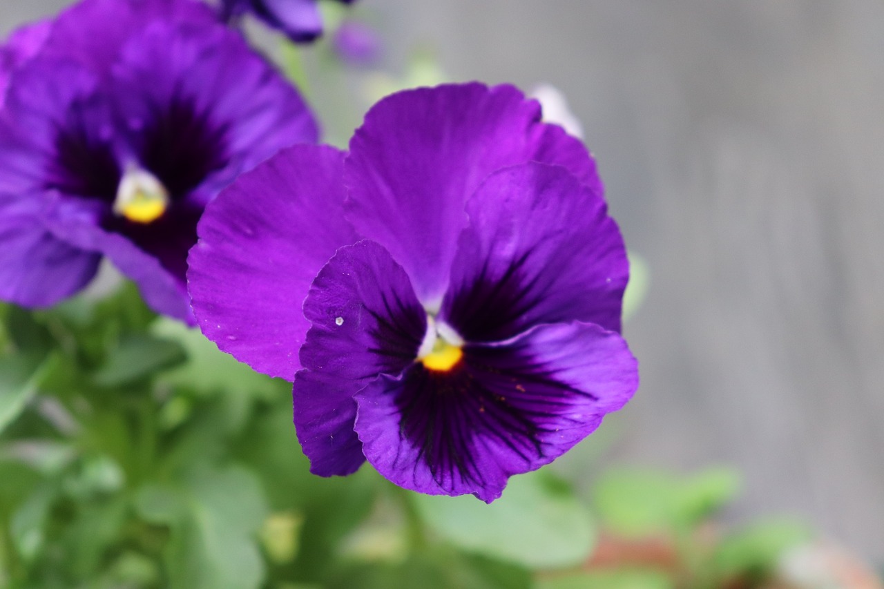 flower  purple  violet free photo