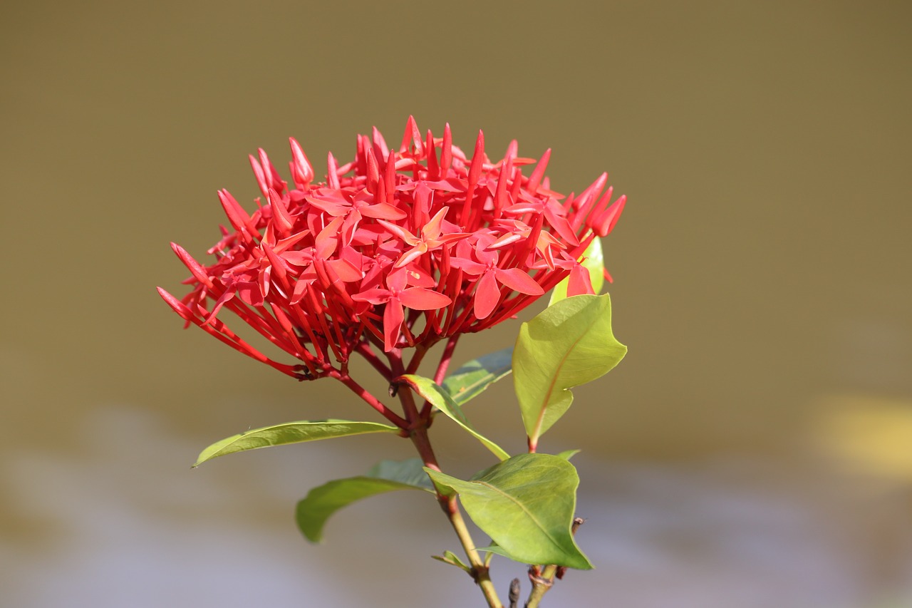 flower  pink  blossom free photo