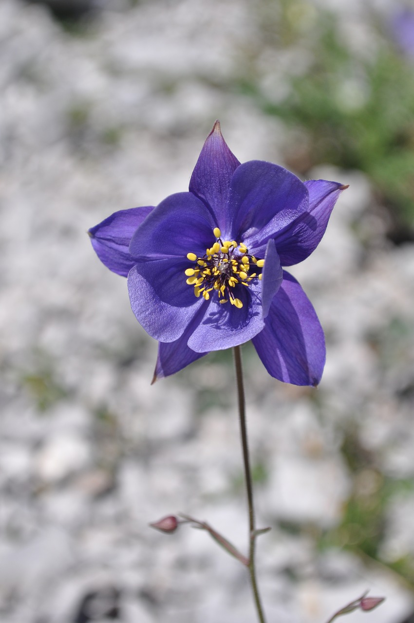 flower  mountain  spring free photo