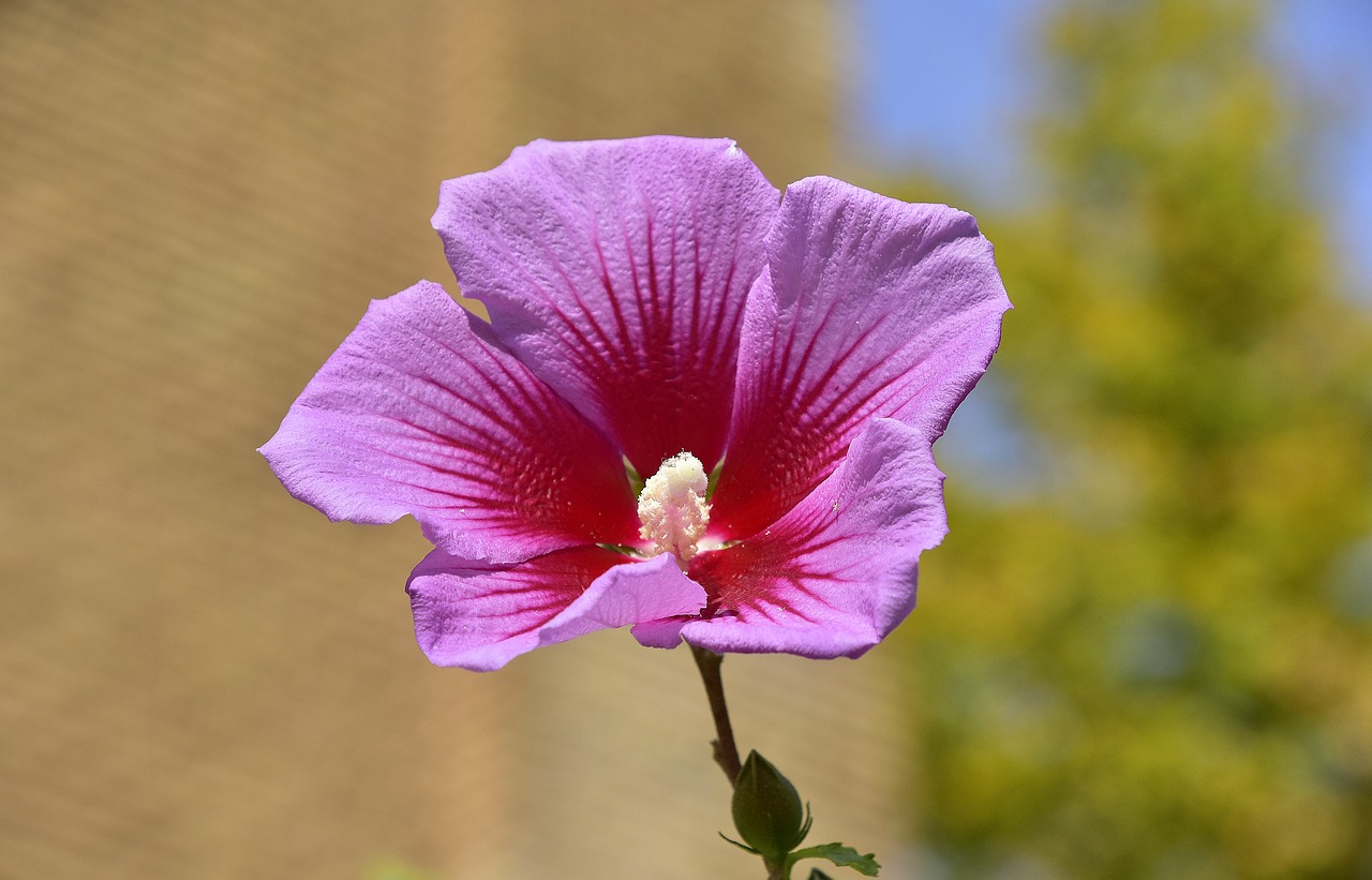 flower  garden  plant free photo