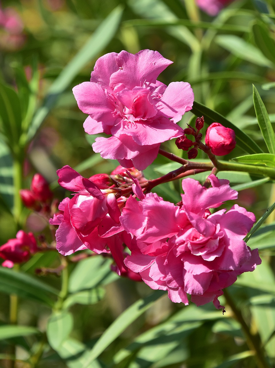 flower  garden  plant free photo