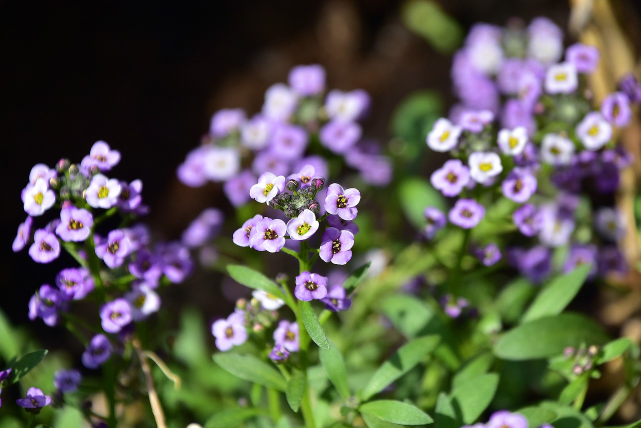 flower  garden  plant free photo