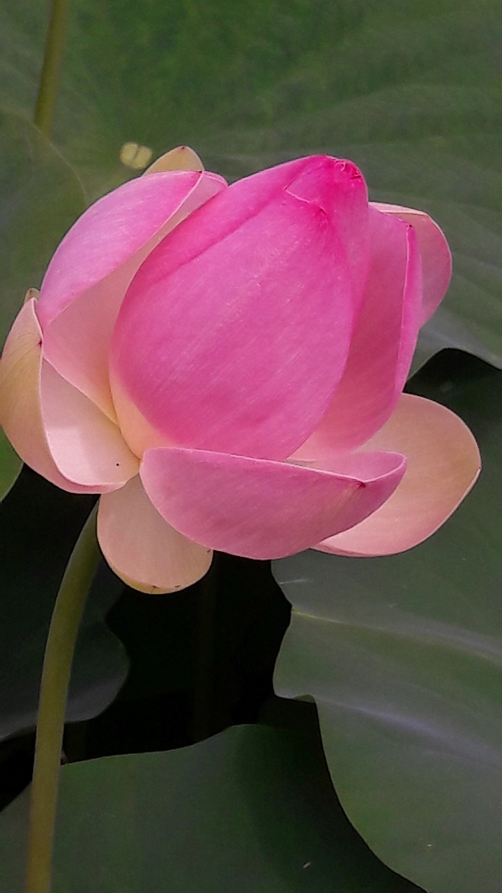 flower  lotus  garden free photo