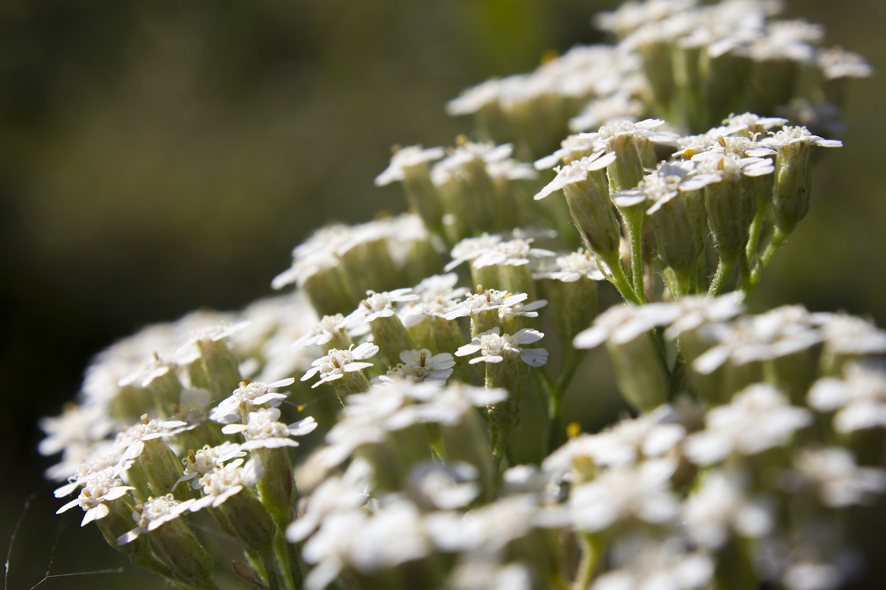 flower  macro  nature free photo