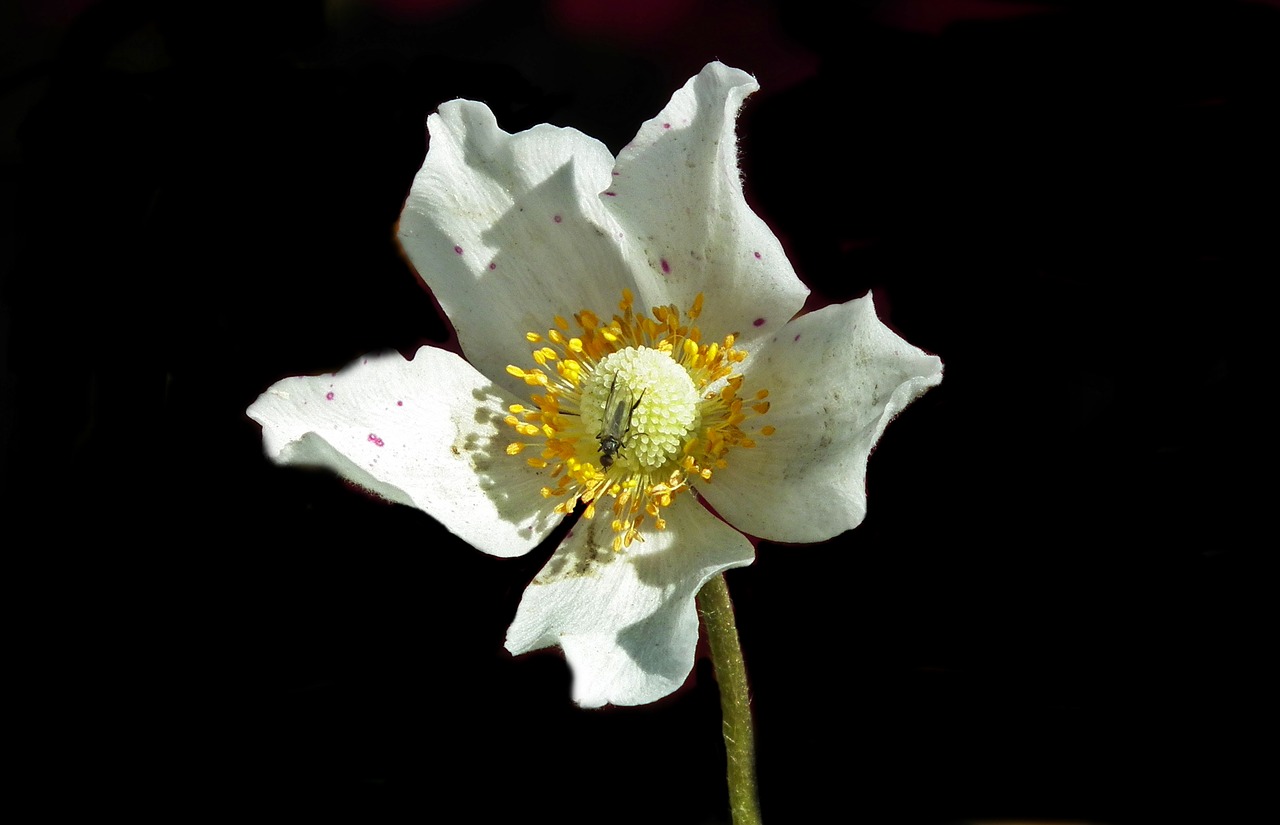 flower  anemone  white free photo