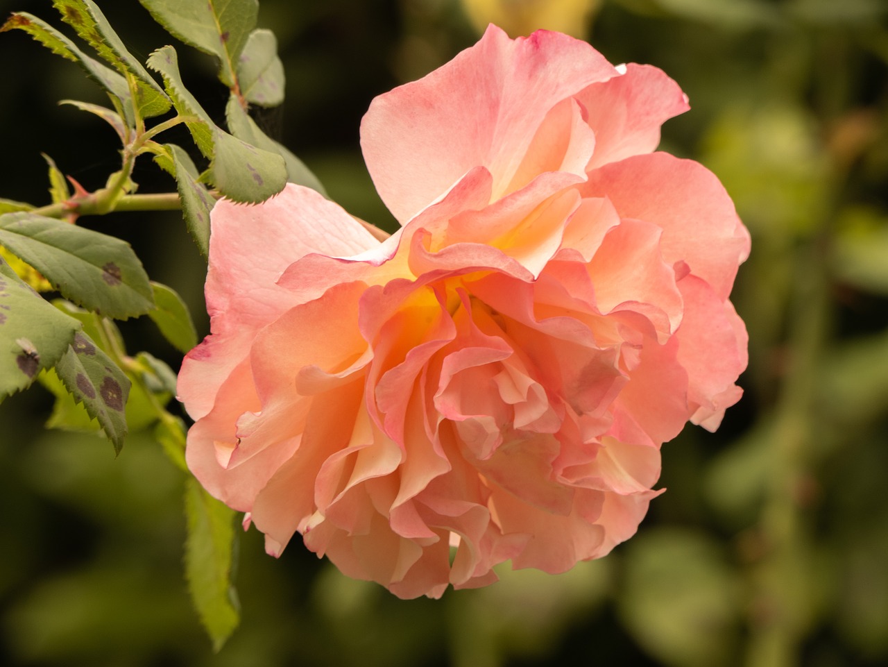 flower  rose  petals free photo