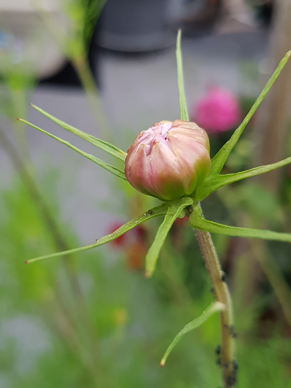 flower  pink  plant free photo