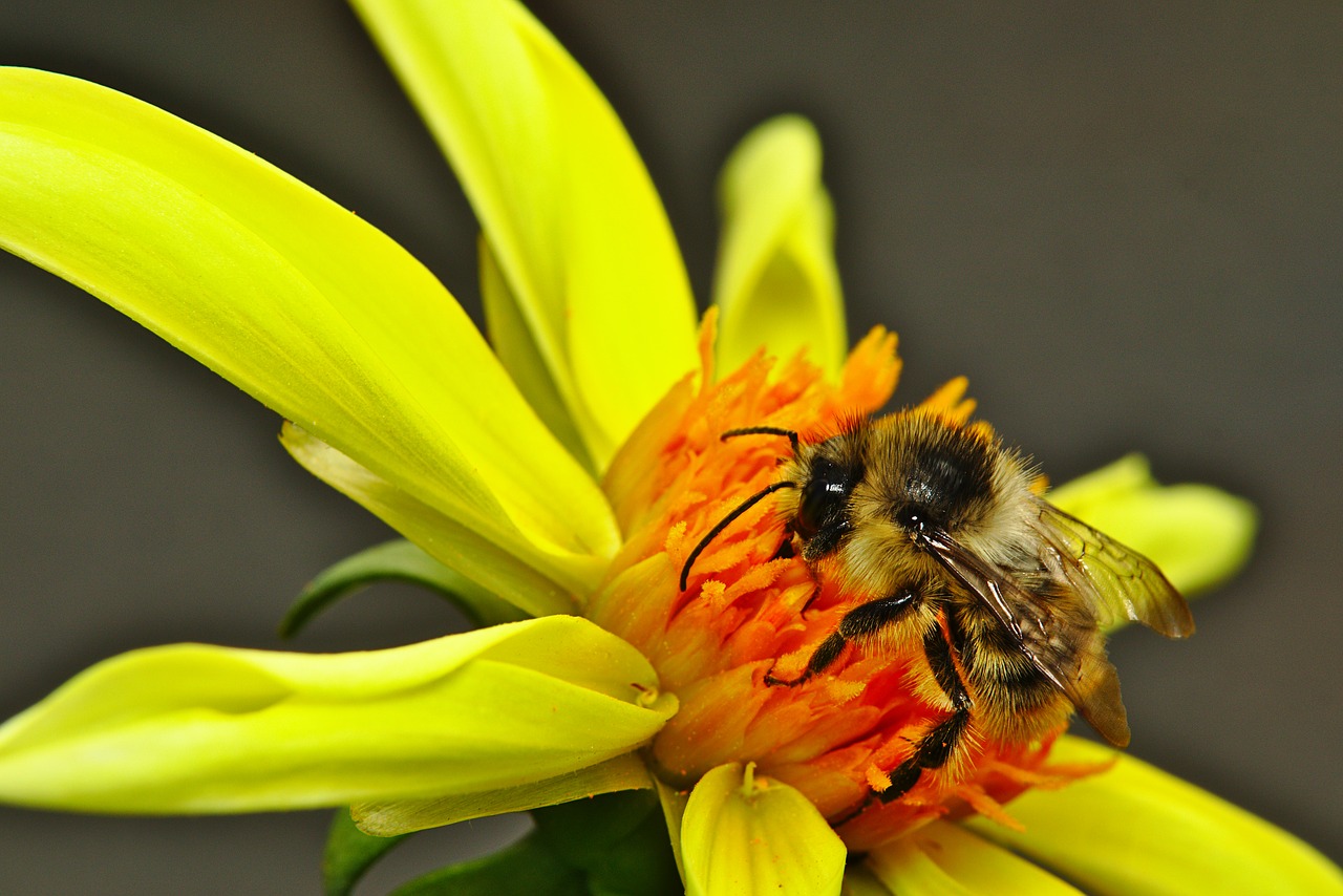 flower  blossom  bloom free photo