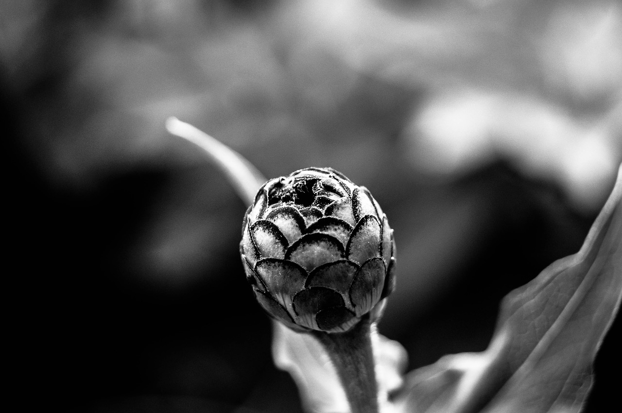 flower  bud  macro free photo