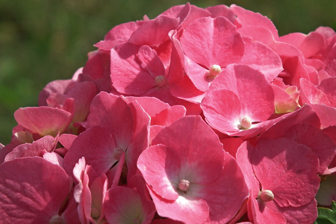 flower  hydrangea  pink free photo