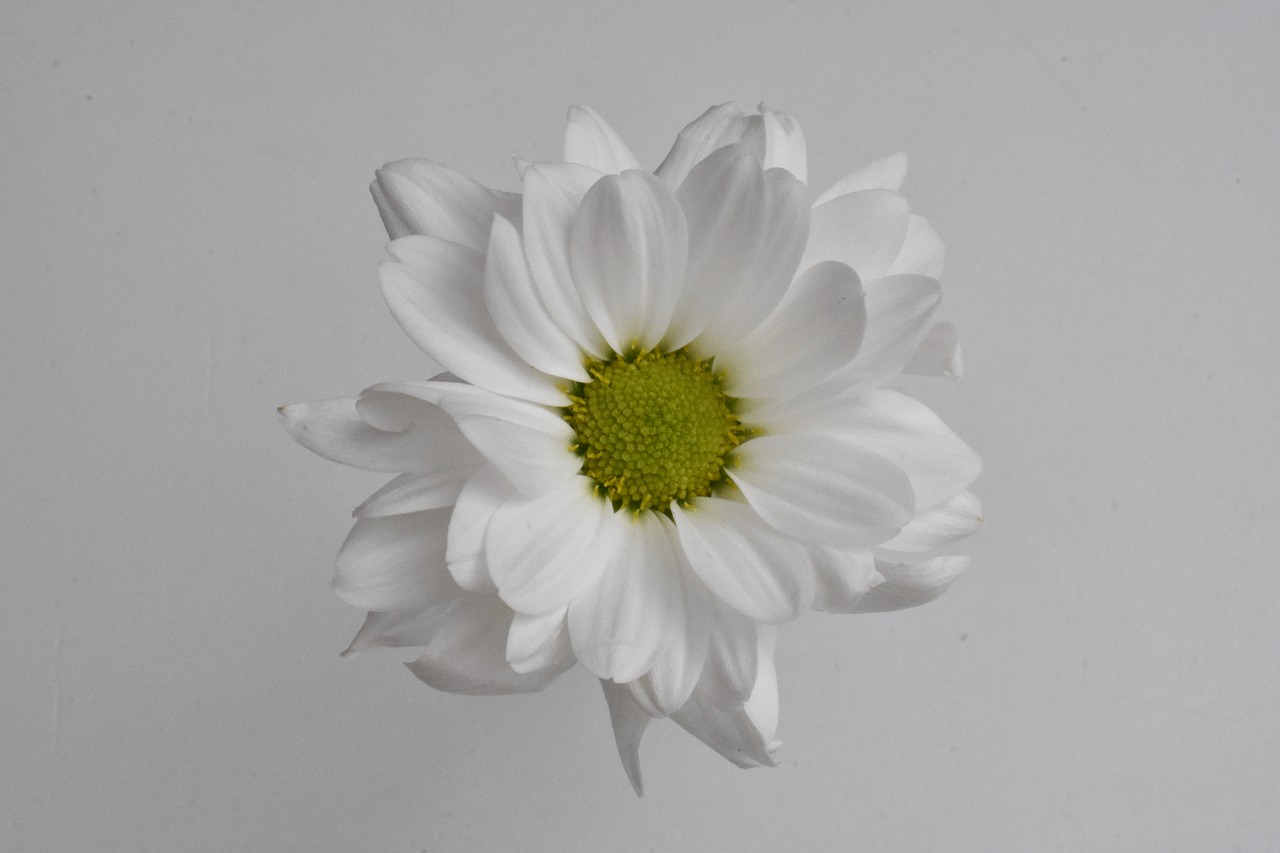 flower  white  chrysanthemum free photo