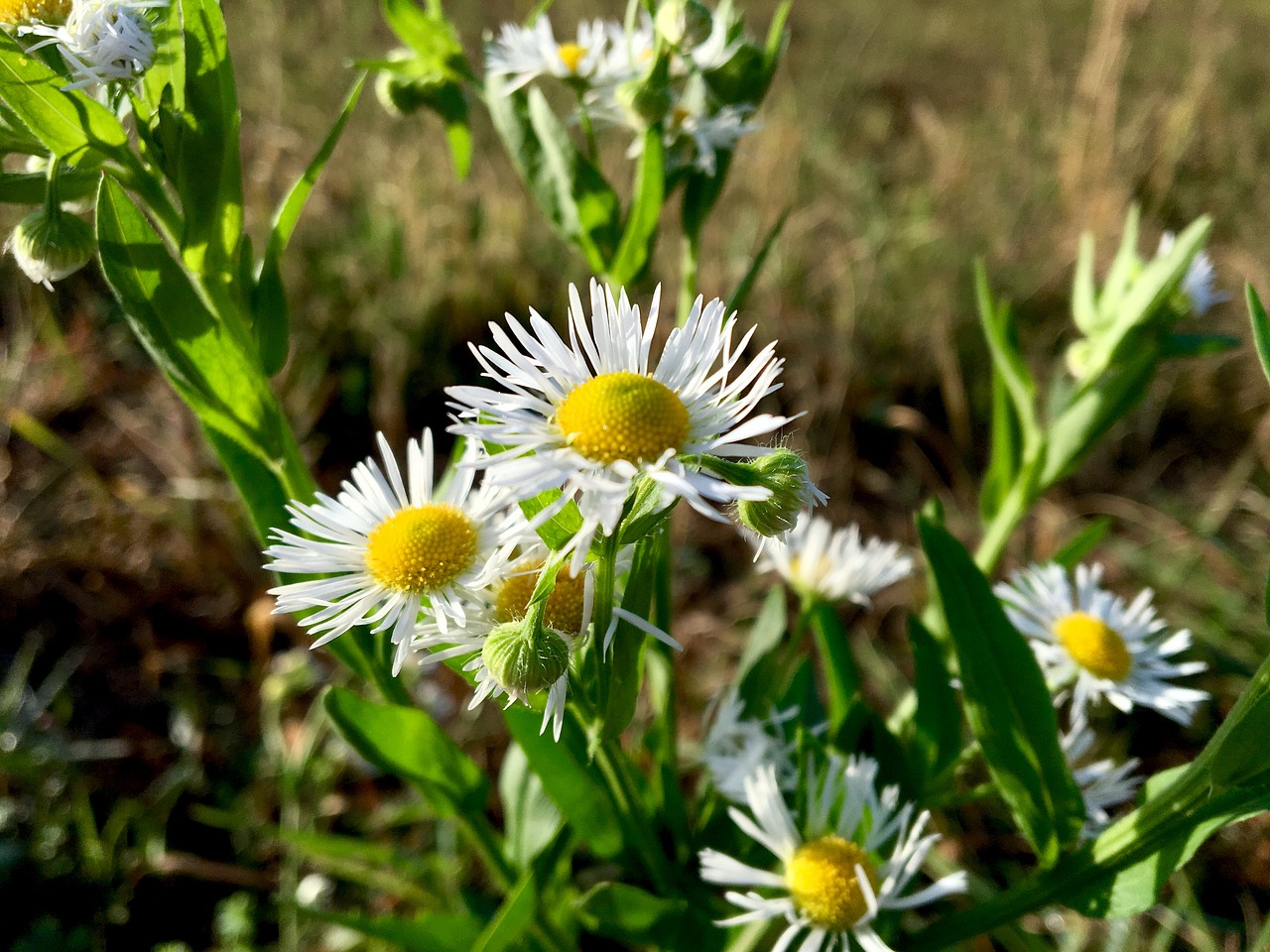 flower  pointed flower  autumn free photo