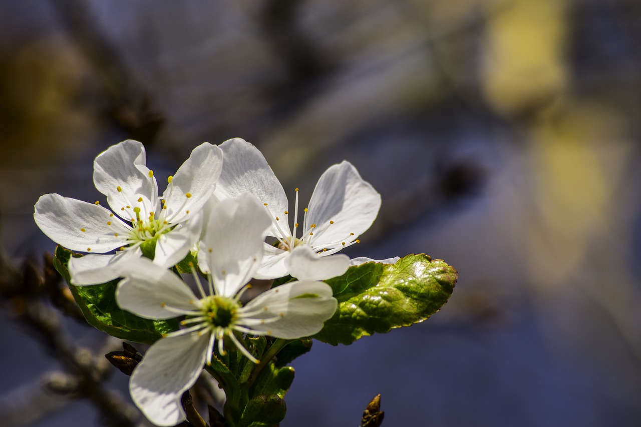 flower  visin  spring free photo