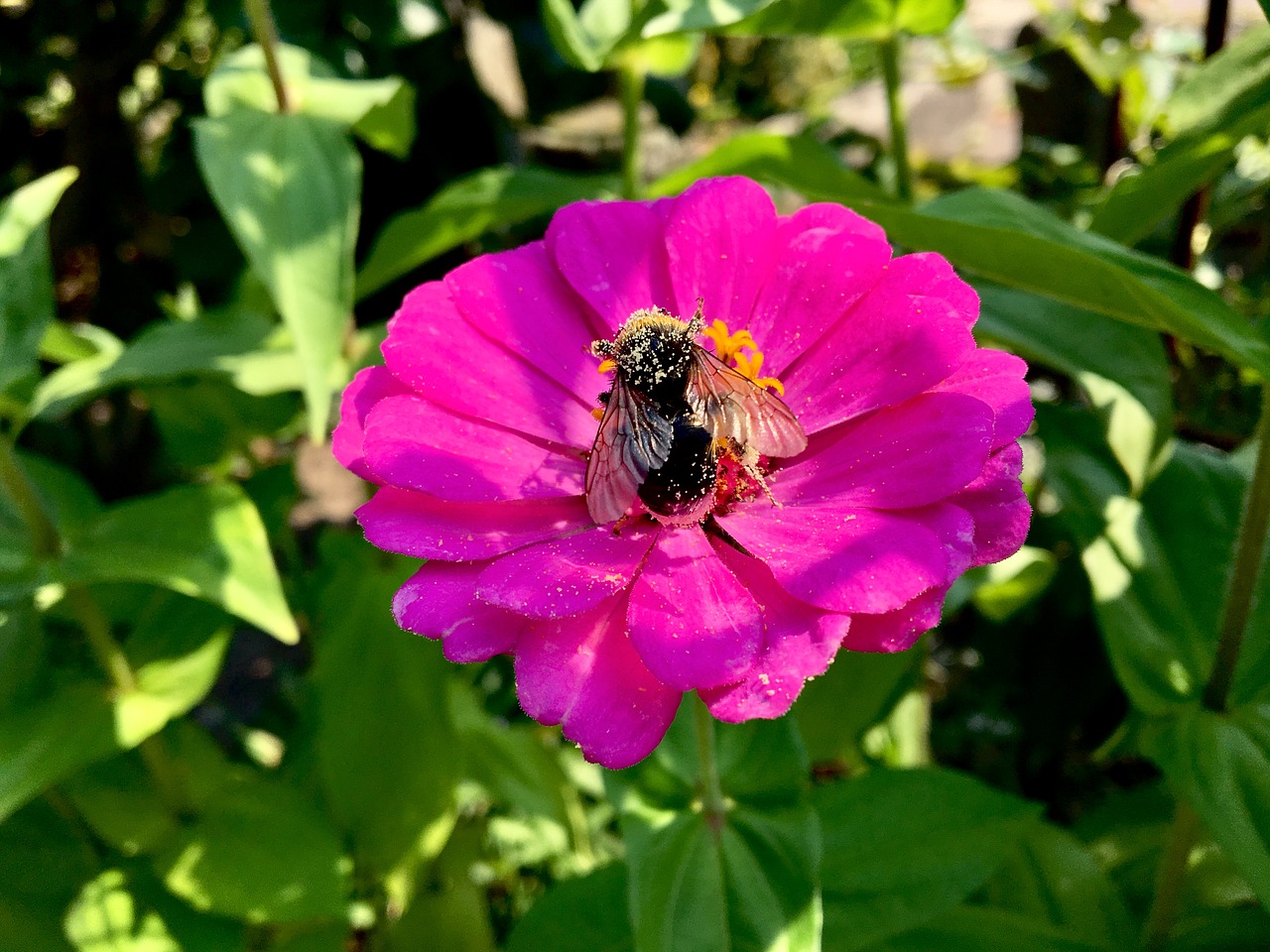 flower  pink  bee free photo