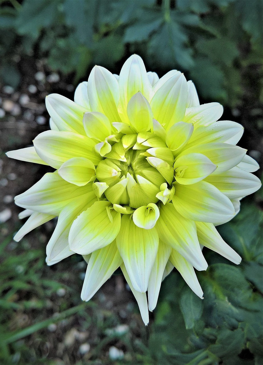 flower  dahlia  single bloom free photo