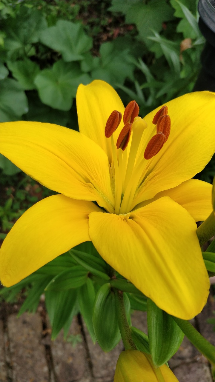 flower  yellow lily  lilium free photo