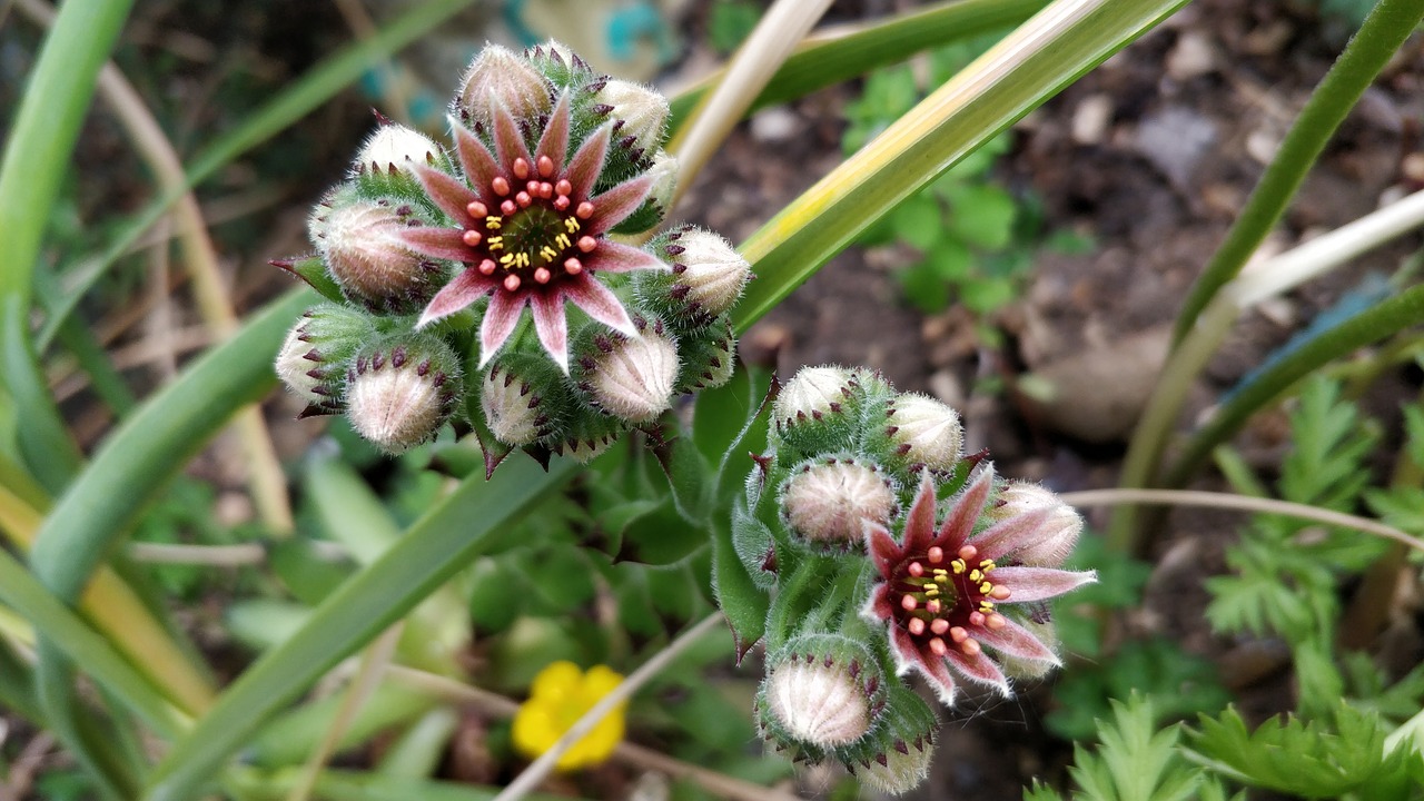 flower  succulent plant  surreal succulents free photo