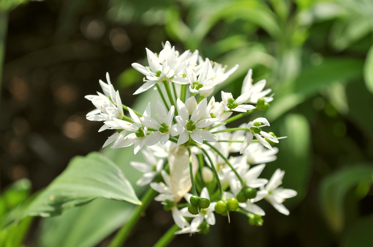 flower  white  nature free photo