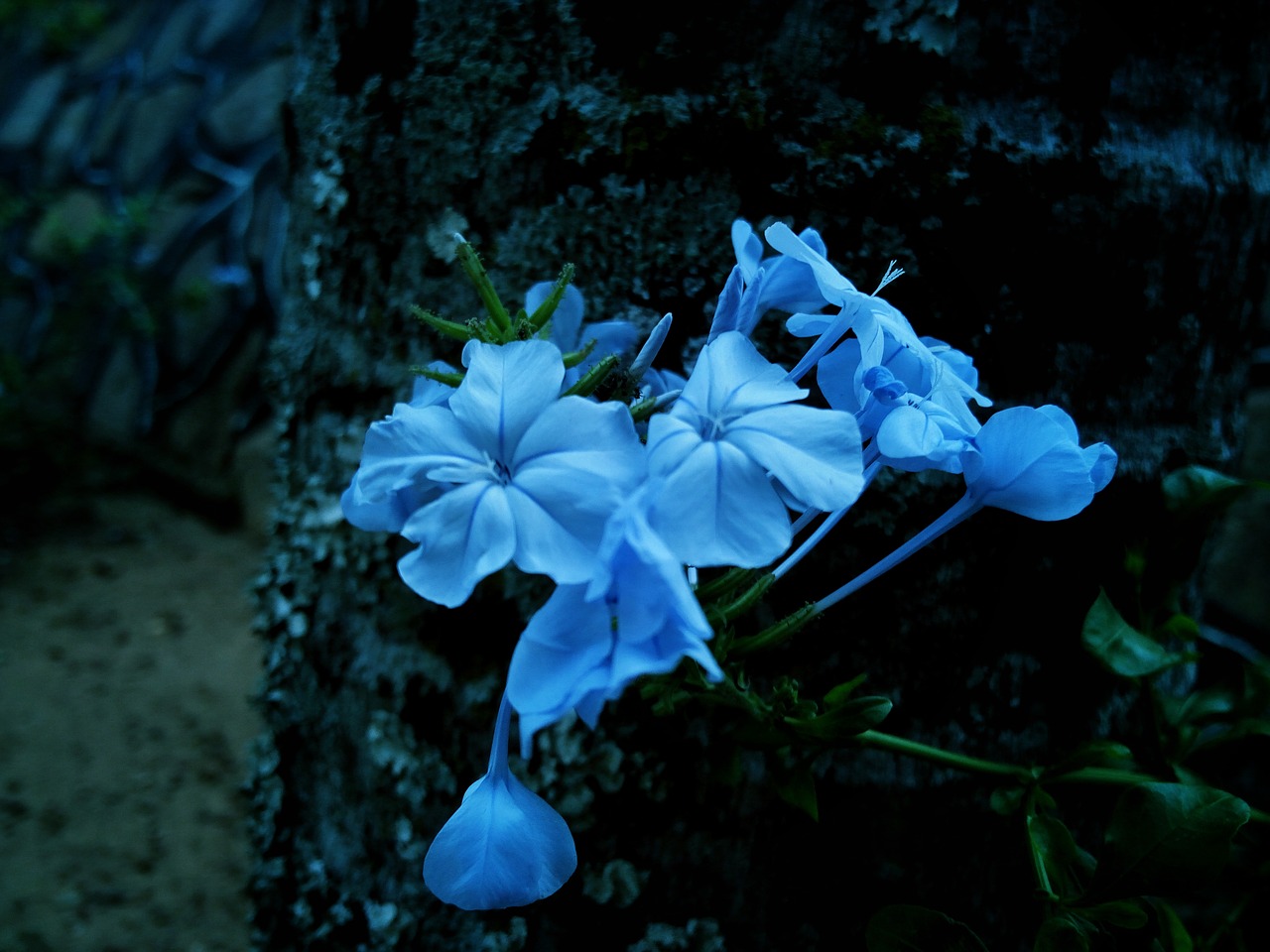 flower  romantic  blue flower free photo