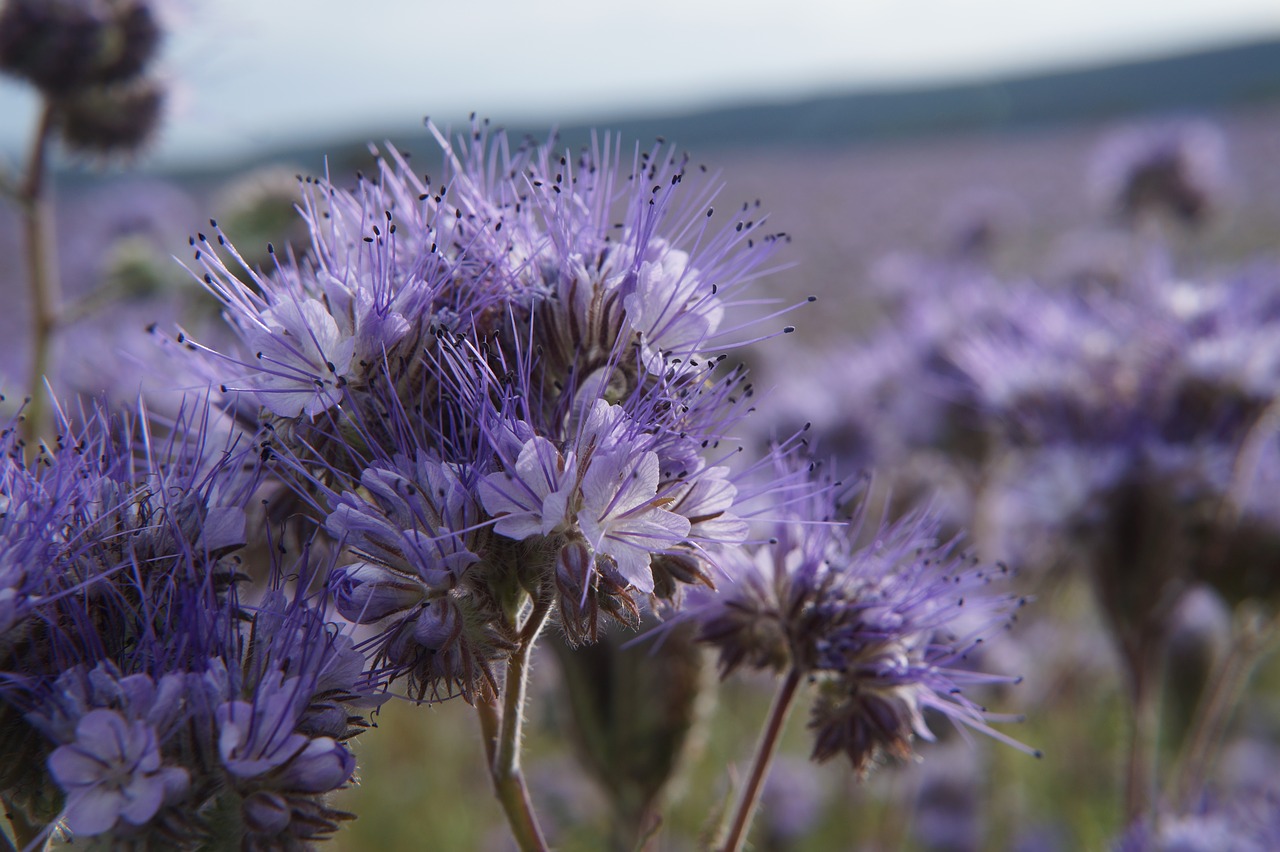 flower  pasture  purple free photo