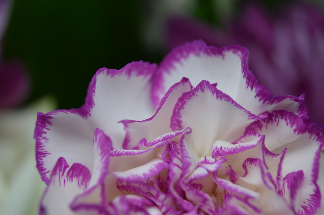 flower  petals  white free photo