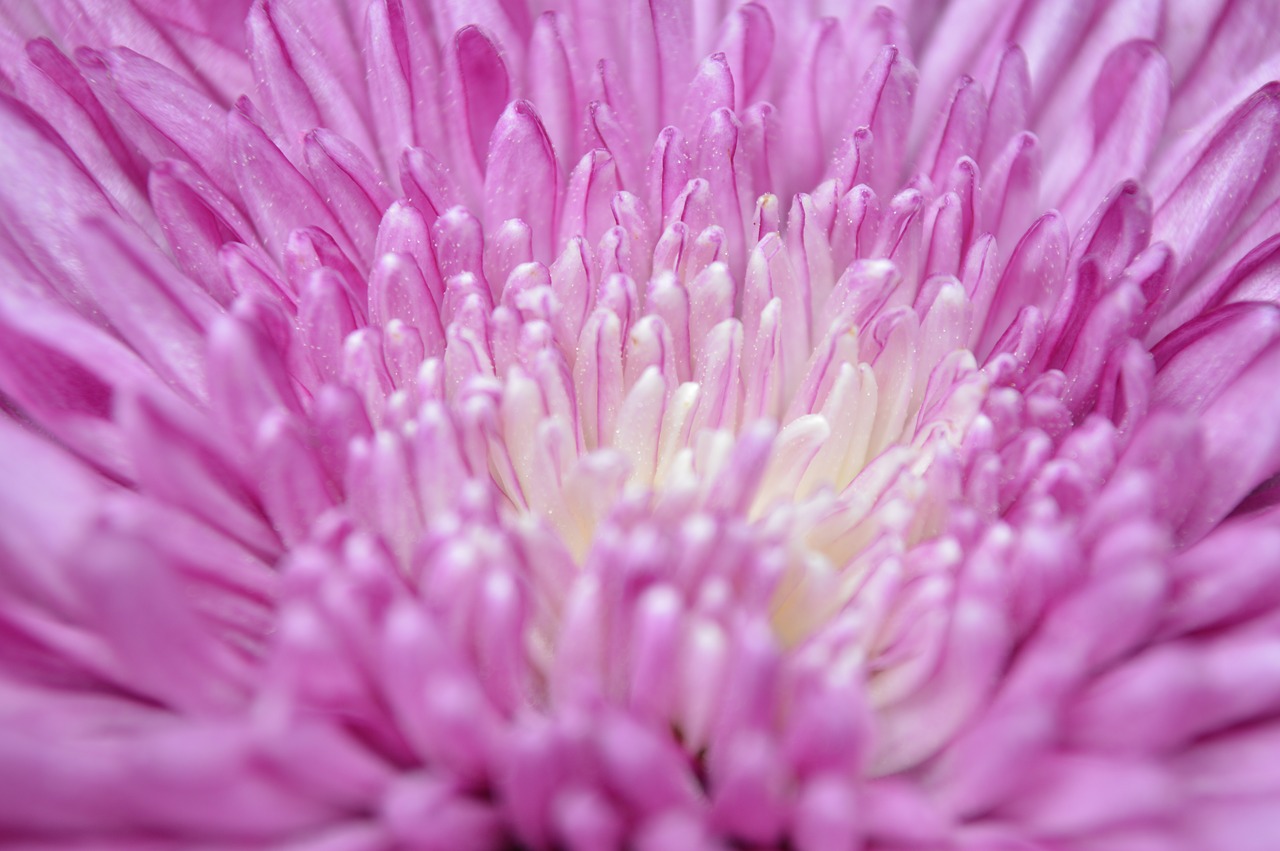 flower  petals  white free photo