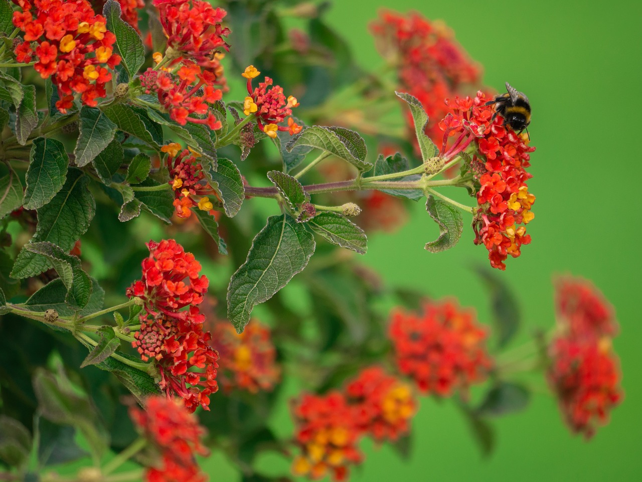 flower  flowers  bush free photo