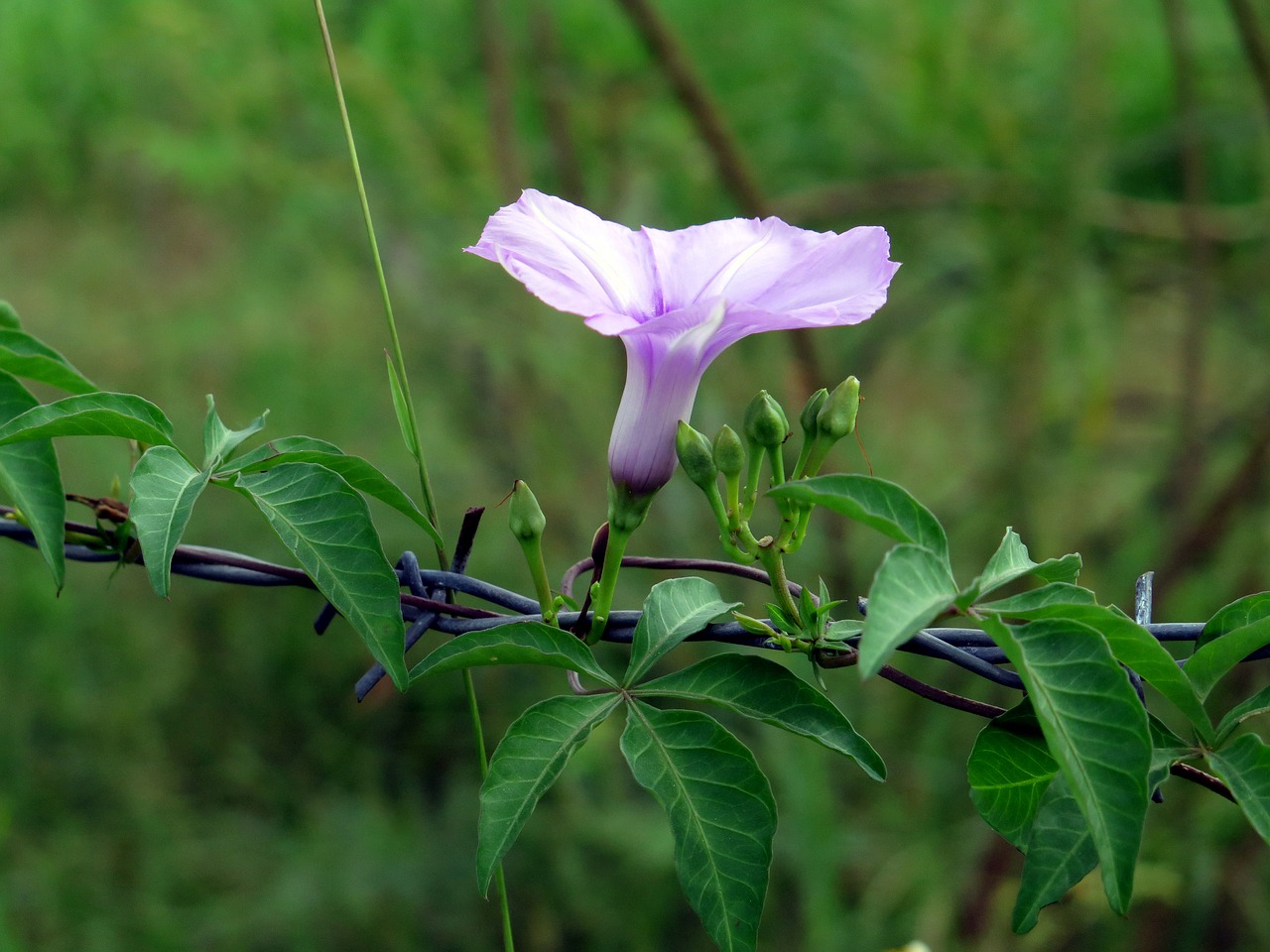 flower  wildflowers  color flower heart free photo