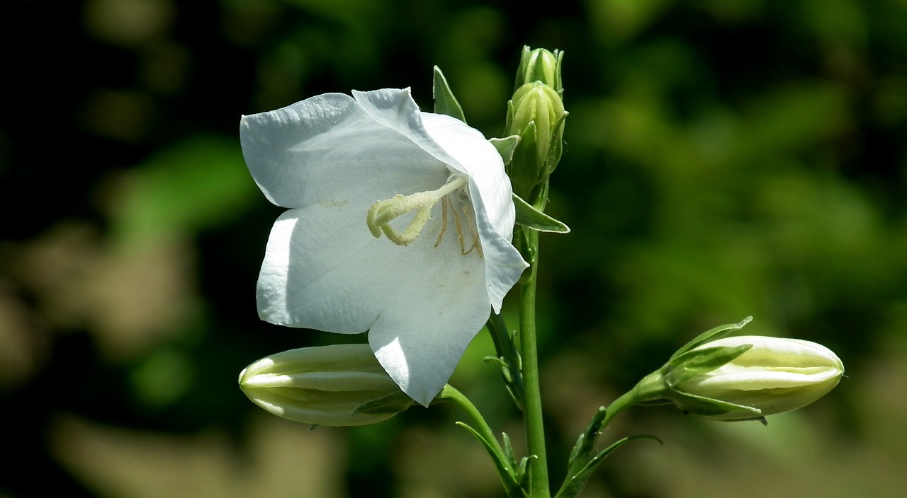 flower  rozwar  white free photo