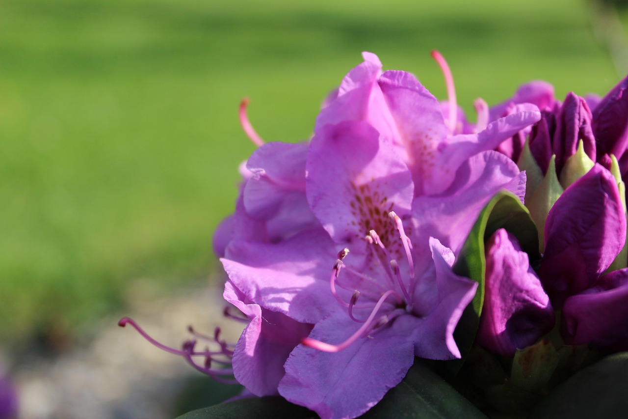 flower pink flora free photo