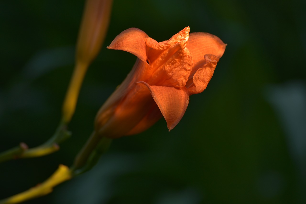 flower  red  nature free photo