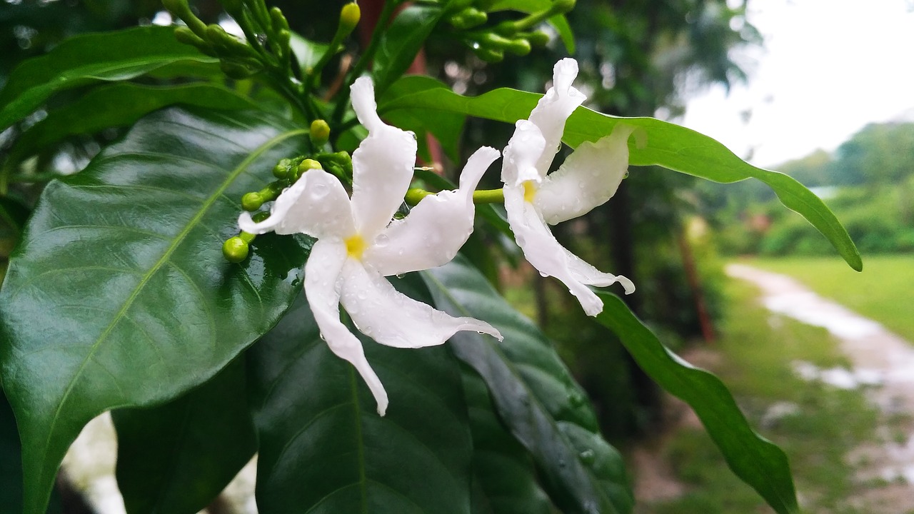 flower  rainy flower  green leaves free photo