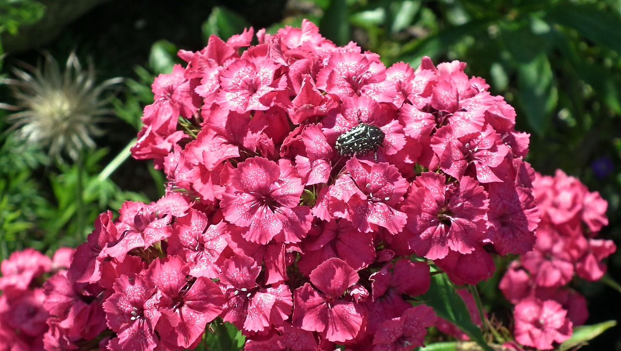 flower  gożdzik stone  pink free photo