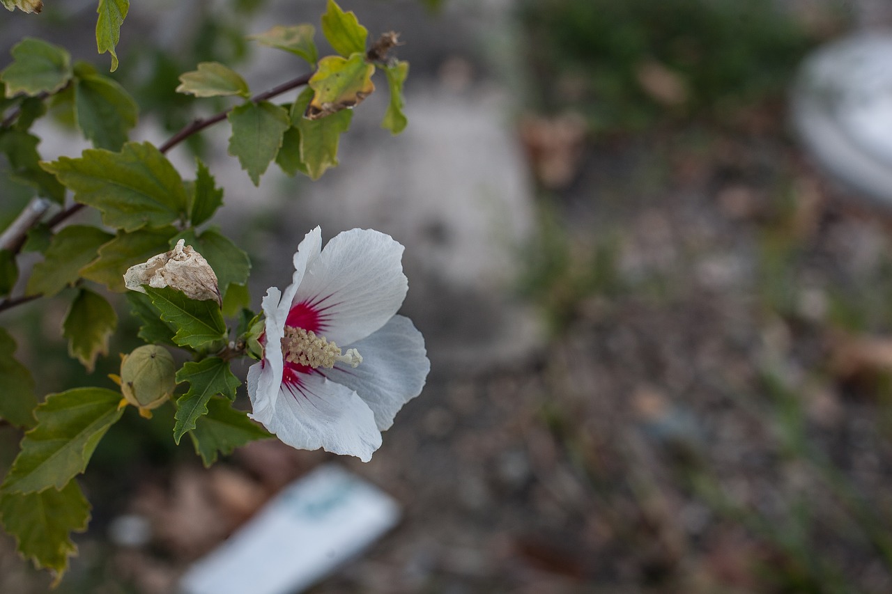 flower  the garden  tree free photo