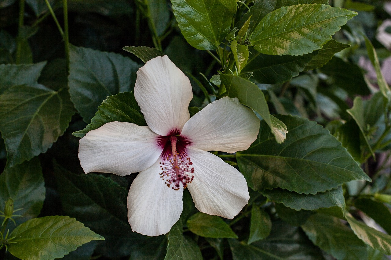 flower  hibiscus  the garden free photo