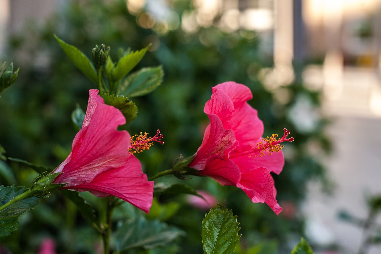 flower  hibiscus  the garden free photo