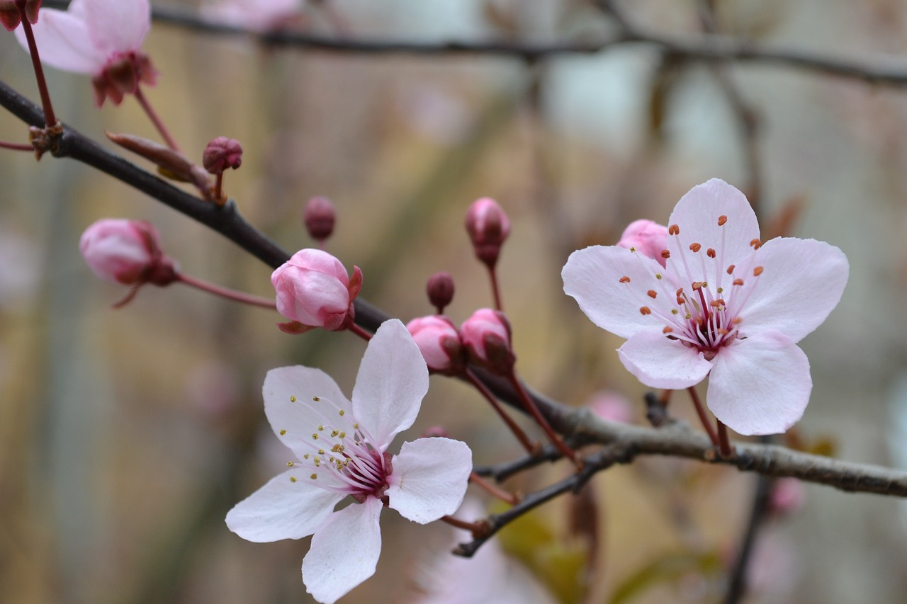 blossom bloom cherry blossom free photo