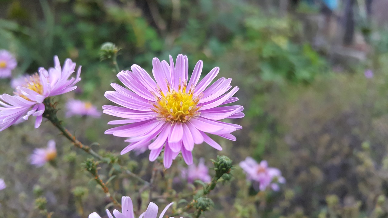 flower  nature  filetowy free photo