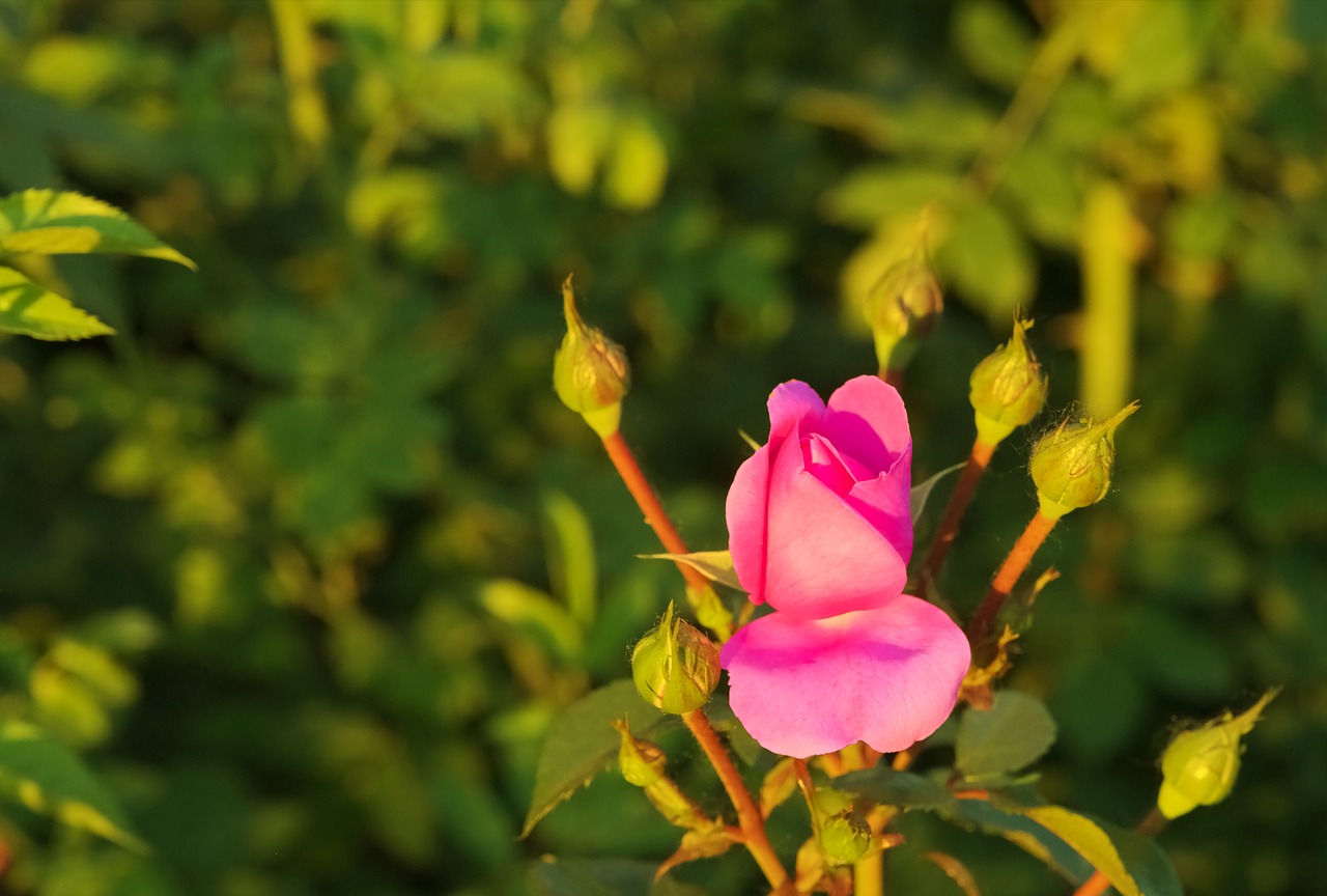 flower  pink  rose free photo