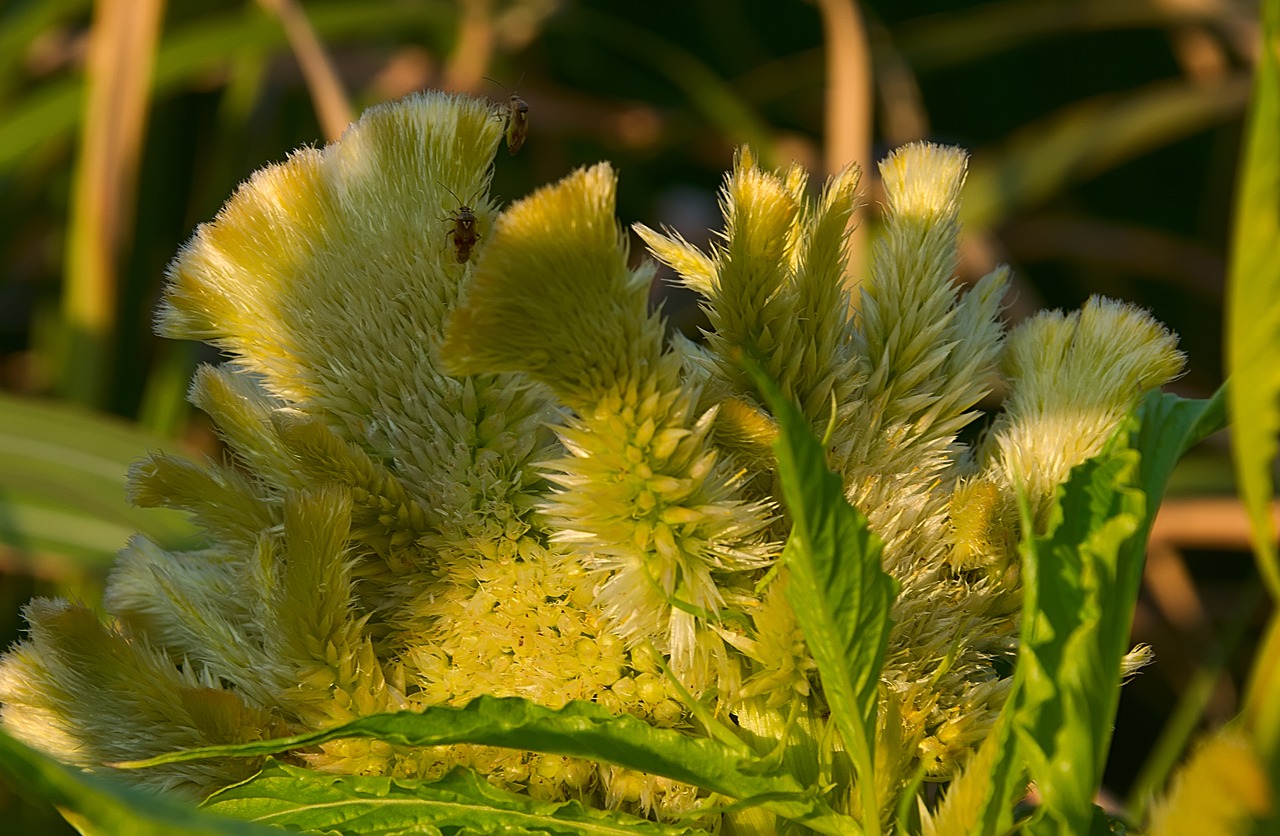 flower  yellow  hahnenkamm free photo