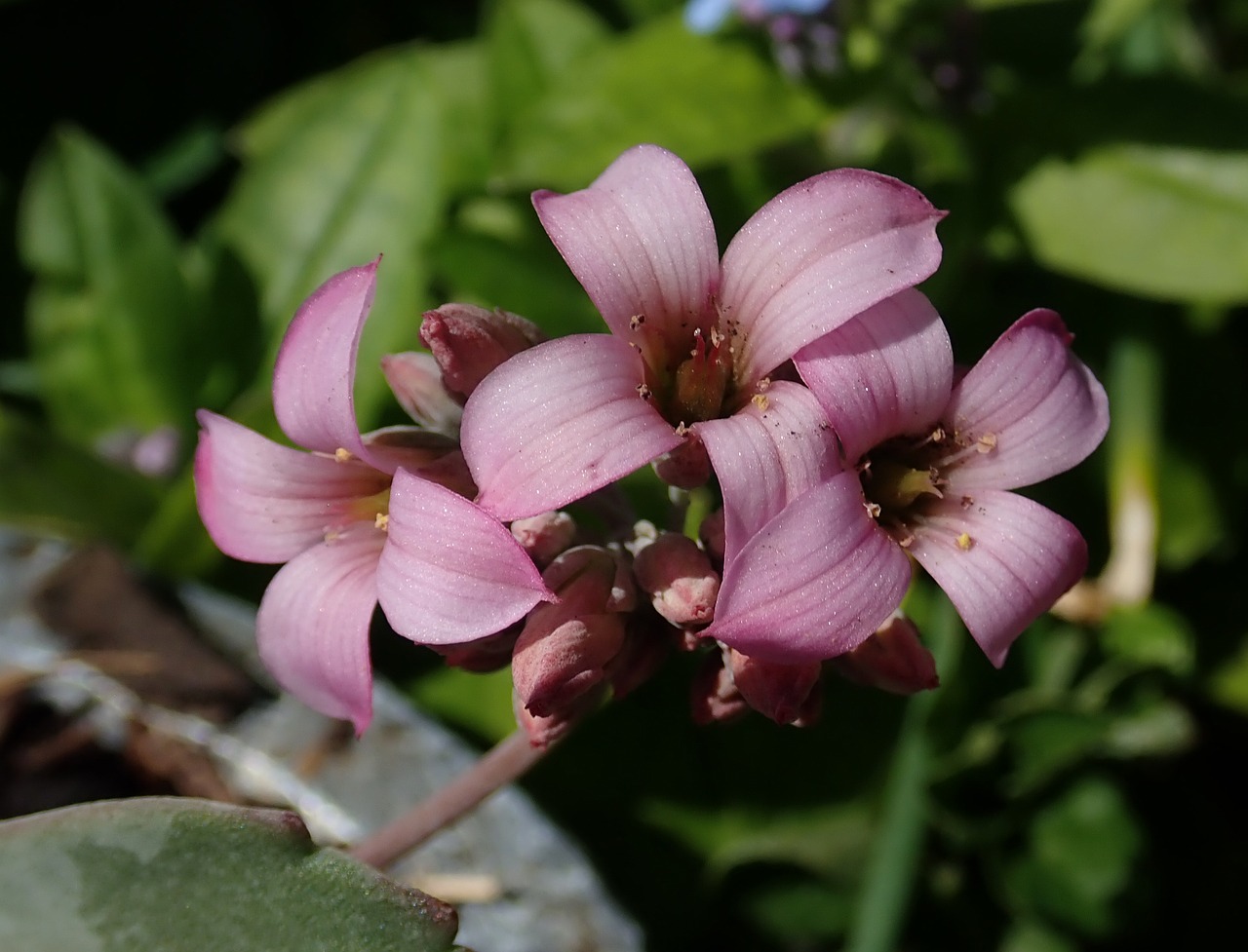 flower  pink  succulent free photo