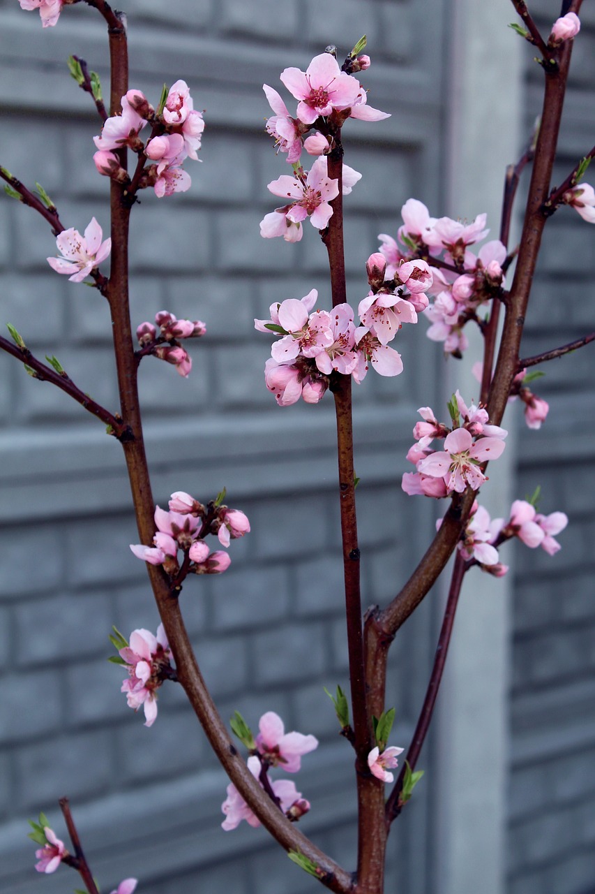 flower  pink  nature free photo