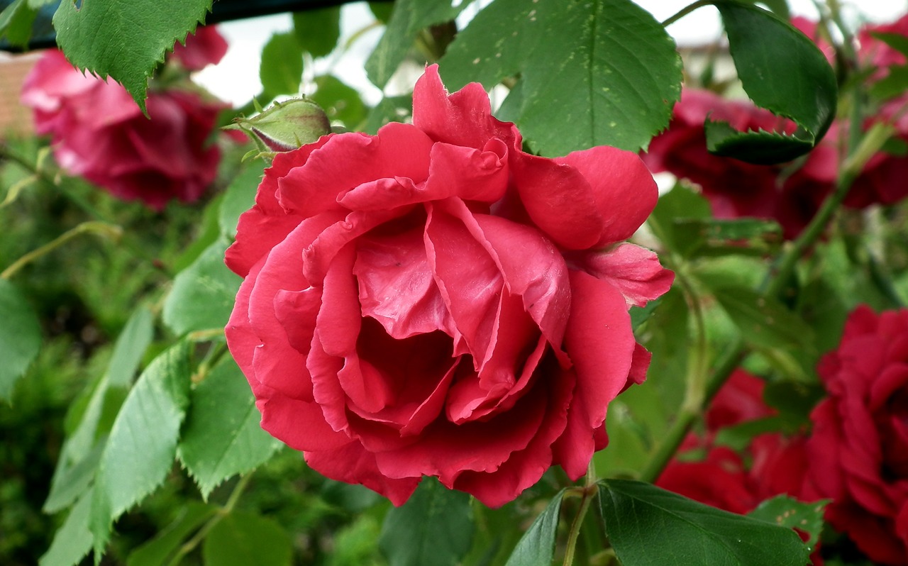 flower  rose  red free photo