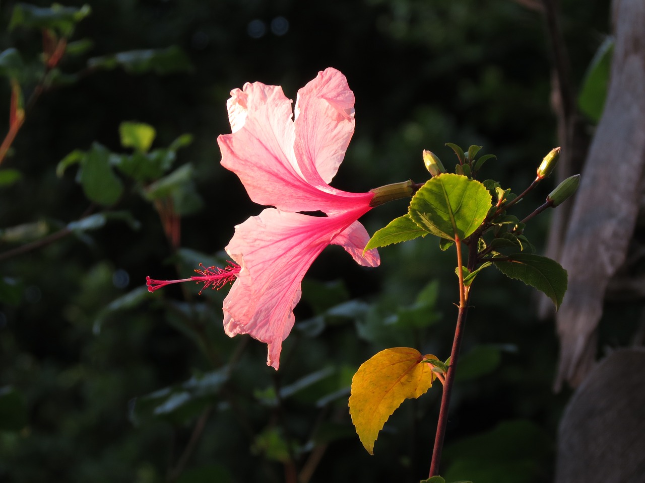 flower  pink  nature free photo