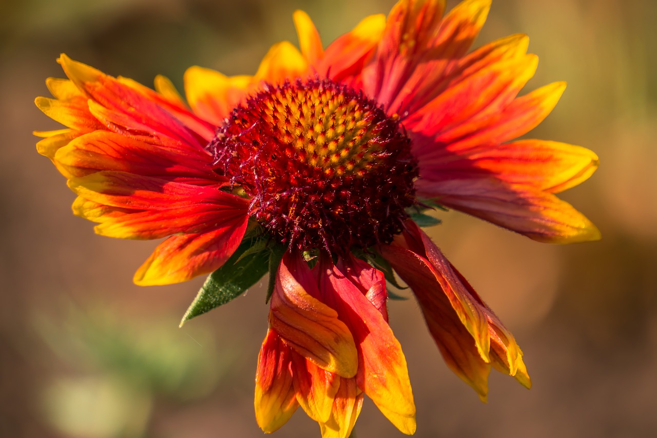 flower  plant  red free photo